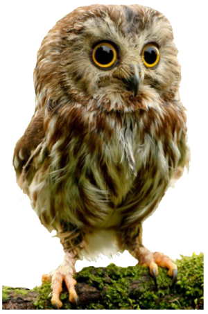 an owl sitting on top of a tree branch