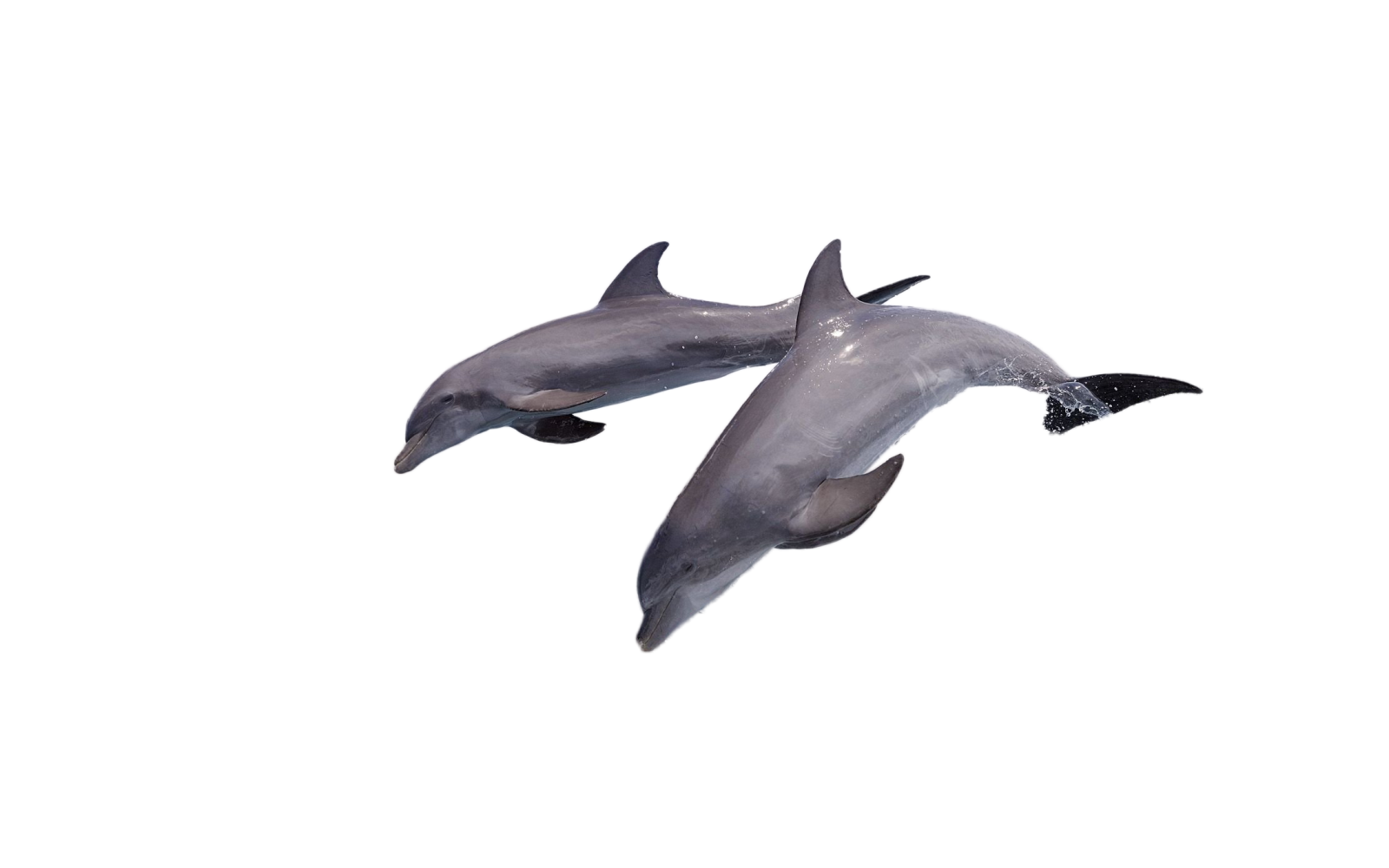 two dolphins are swimming in the ocean