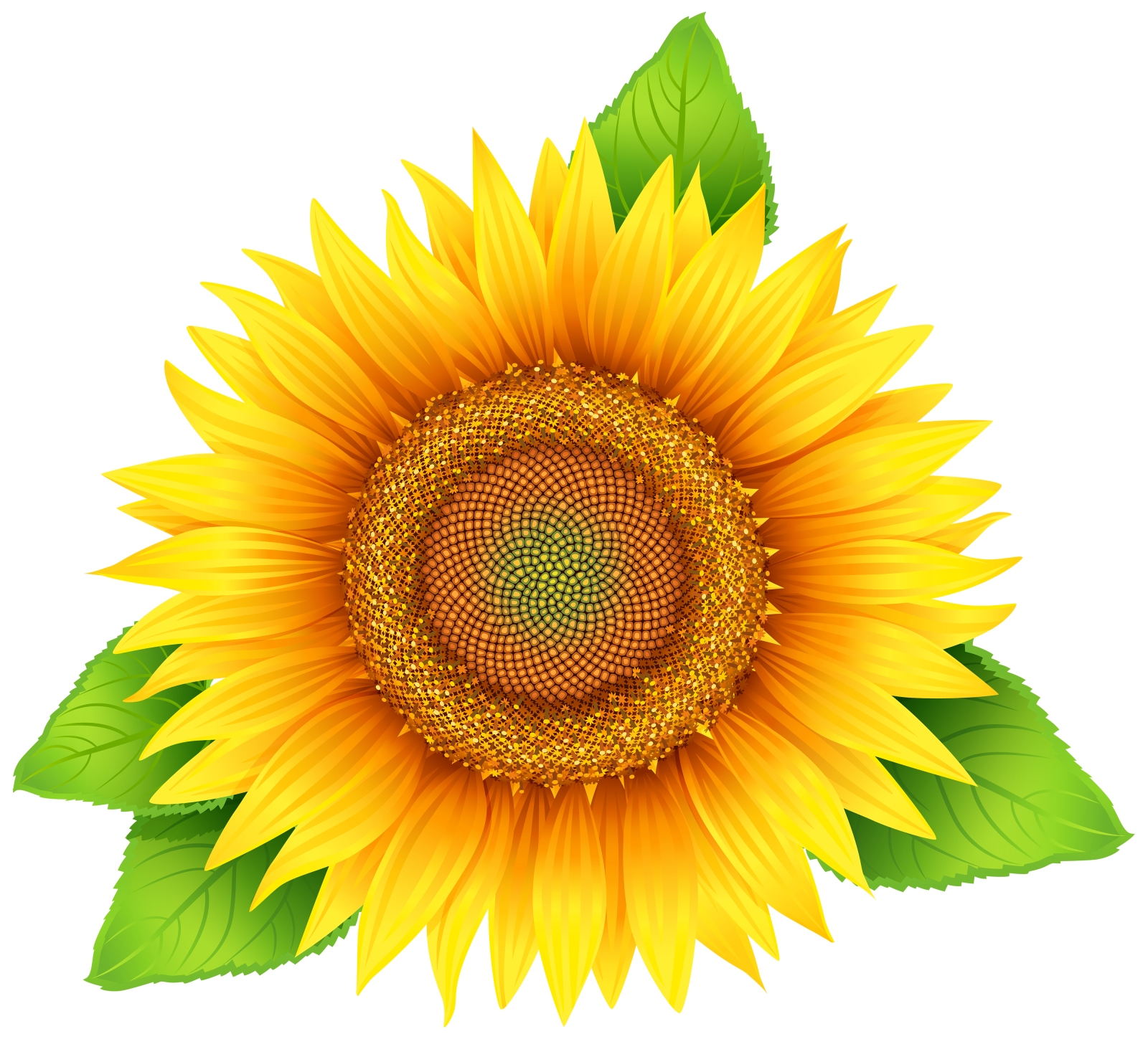 a sunflower with green leaves