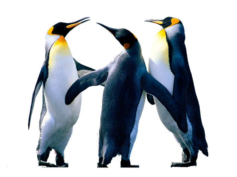 two penguins standing next to each other penguins