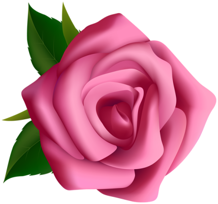 a pink rose on a white background