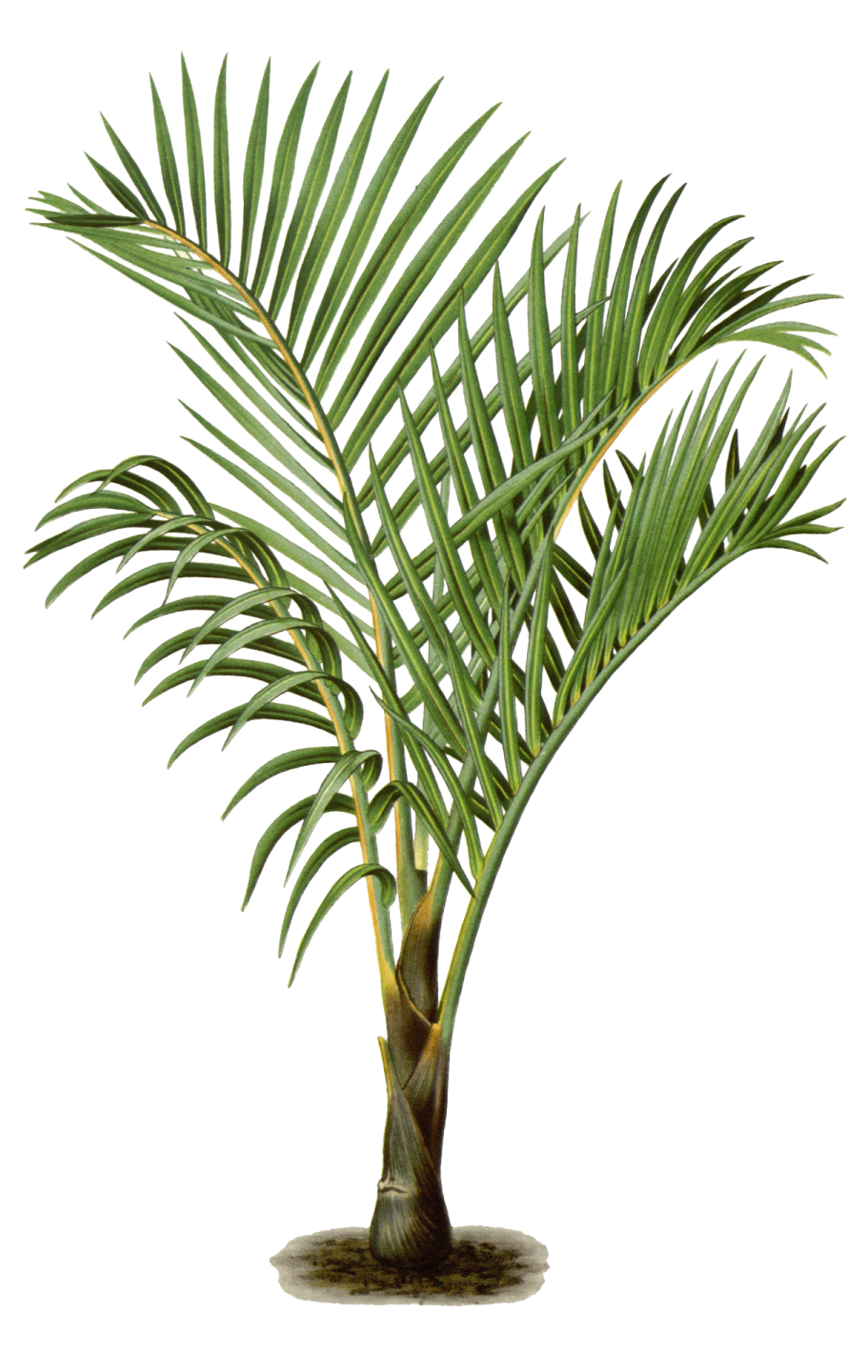 a palm tree on a white background