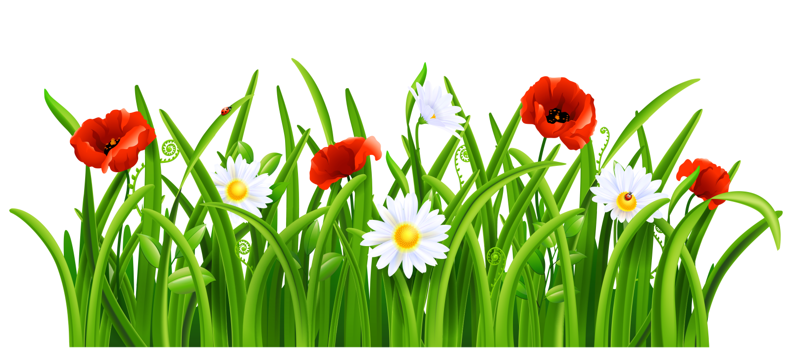 a field of grass with red and white flowers