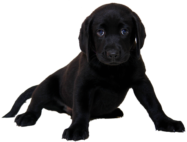 a small black puppy sitting on the floor