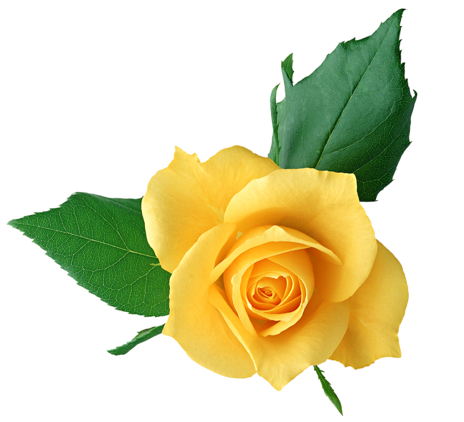 a single yellow rose with green leaves