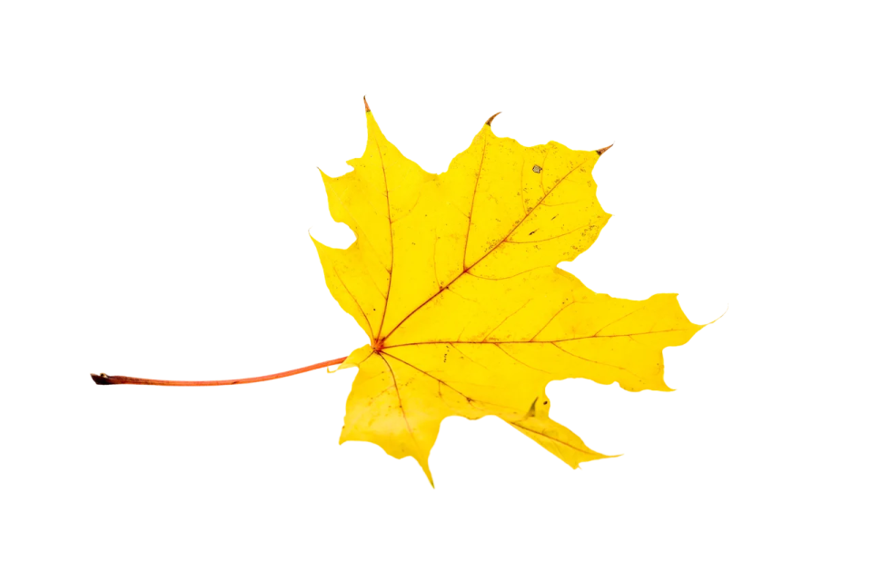 a yellow maple leaf on a white background
