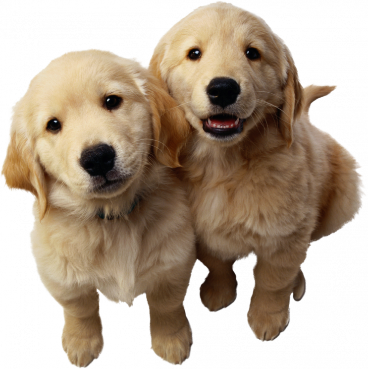 two golden retrieve pup