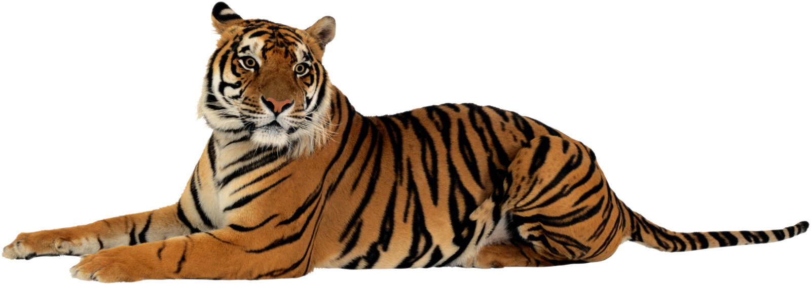 a tiger laying down on the ground