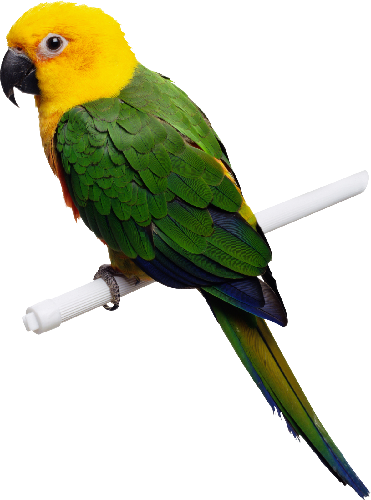 a green and yellow parrot perched on a white pole
