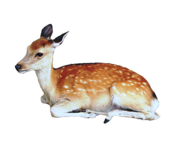 a small deer laying down on the ground