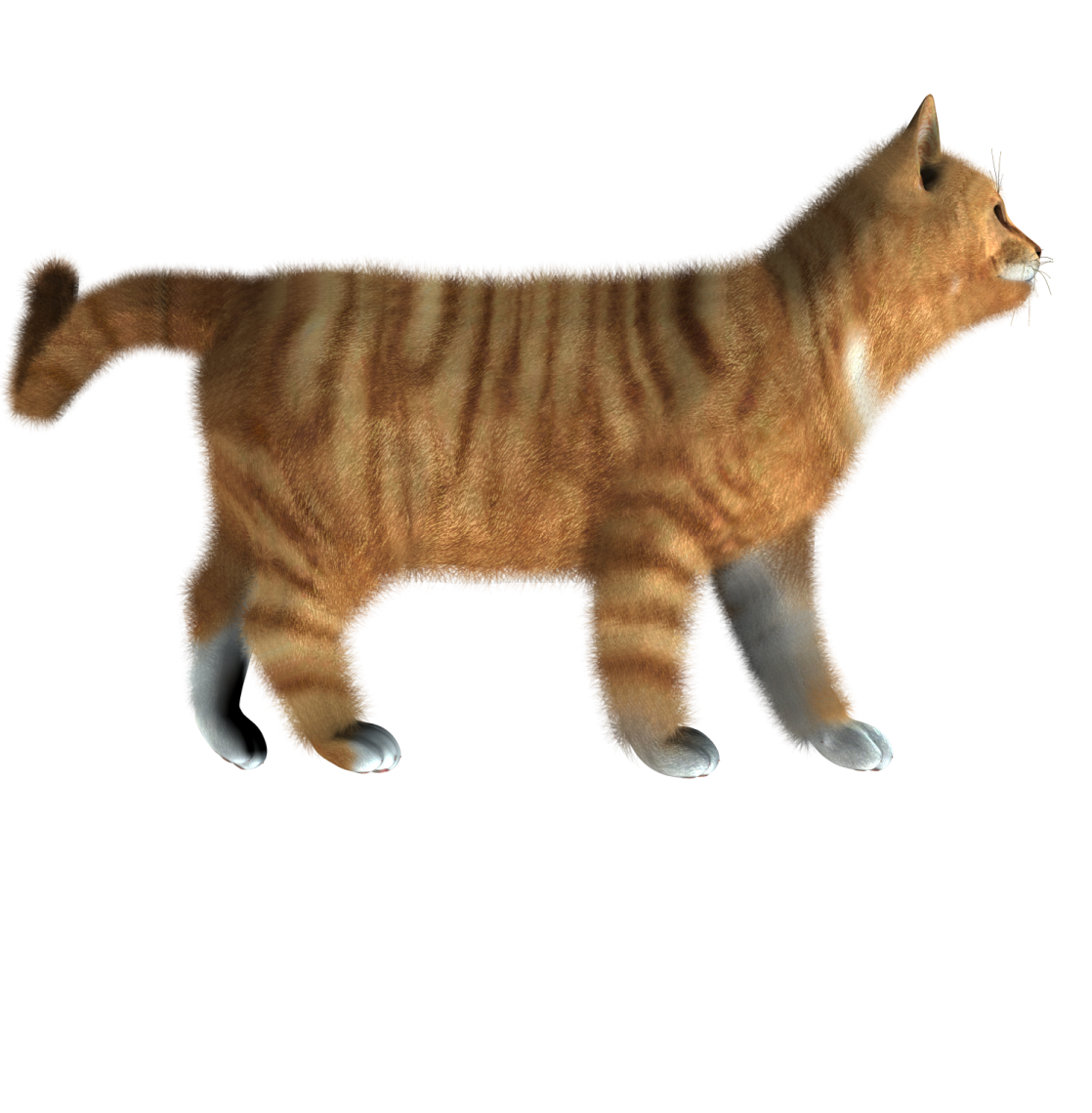 a cat walking across a white surface