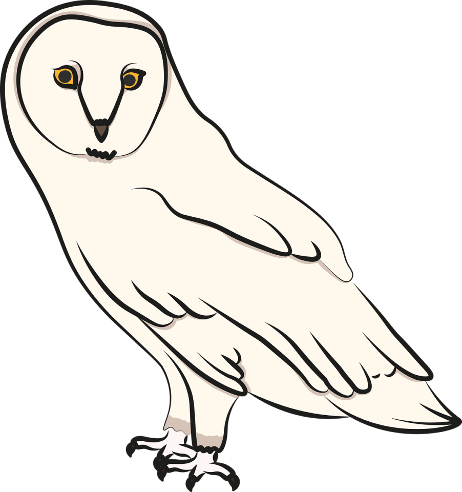 an illustration of a barn owl