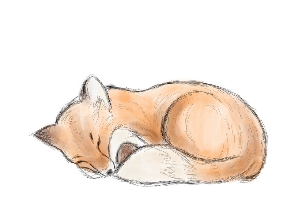 a drawing of a sleeping fox