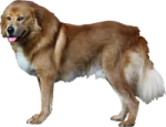a large brown dog standing on a white background