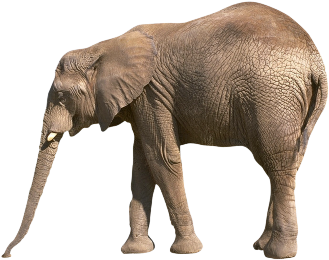 an elephant standing in front of a white background