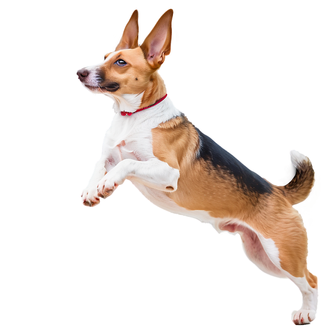 a brown and white dog jumping in the air