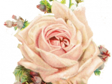 a painting of a rose on a white background