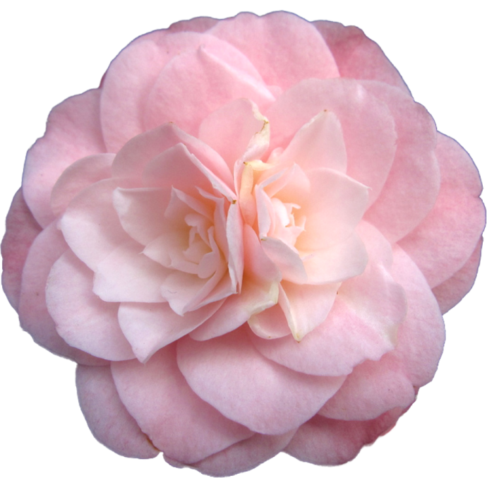 a pink rose flower on a white background