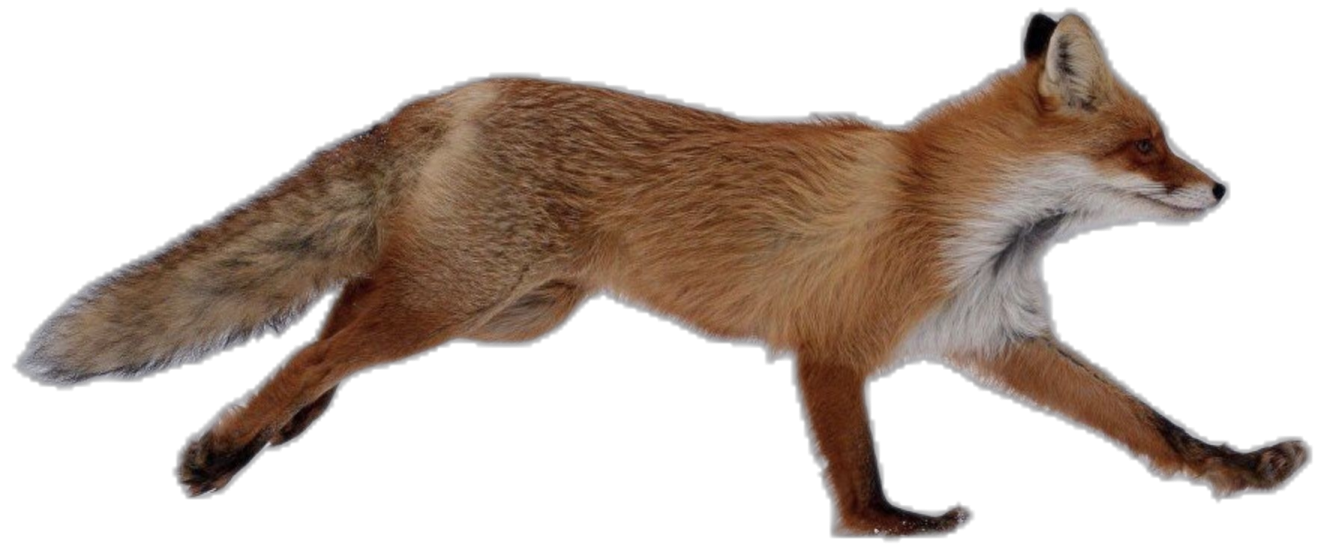 a red fox walking across a white background