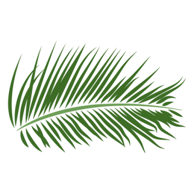 a palm leaf on a white background