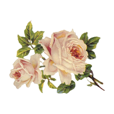 two pink roses on a white background