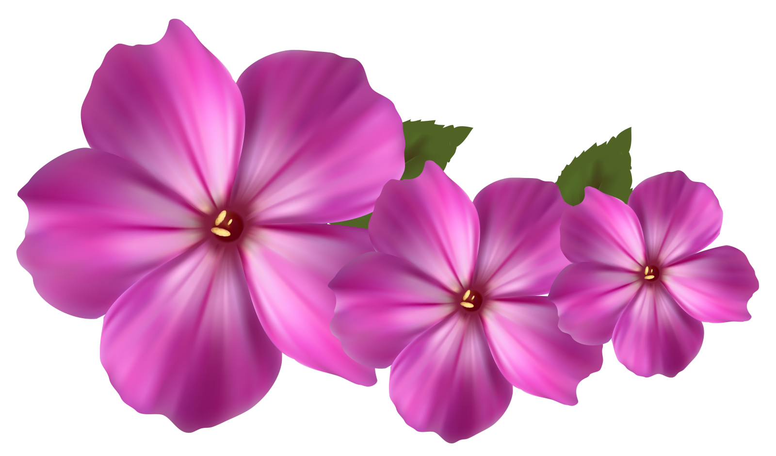 three pink flowers on a white background