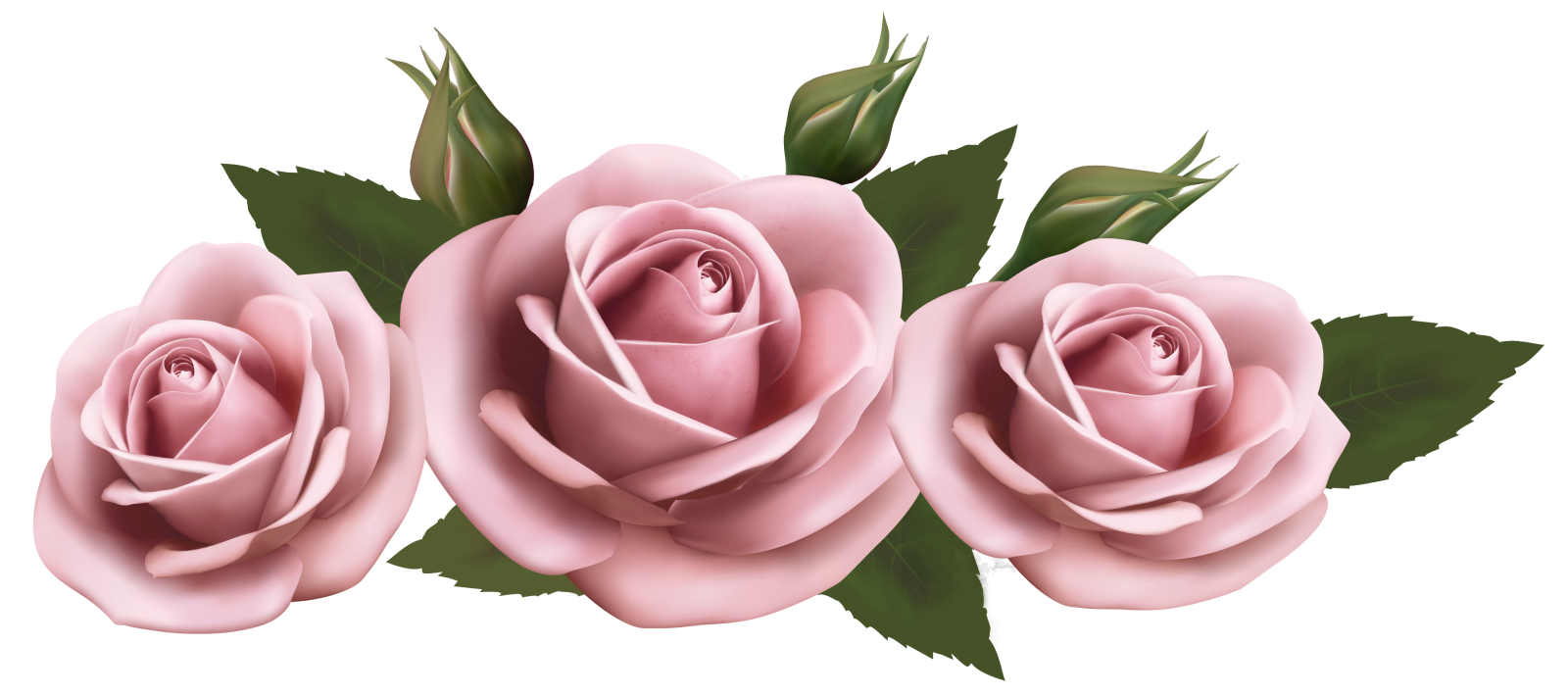three pink roses on a white background