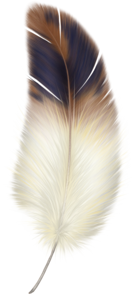a feather on a white background