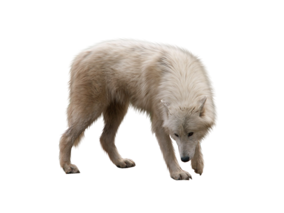 a small white dog standing on a white surface