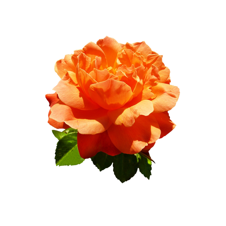 a single orange rose on a white background