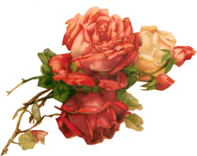 a bouquet of roses on a white background