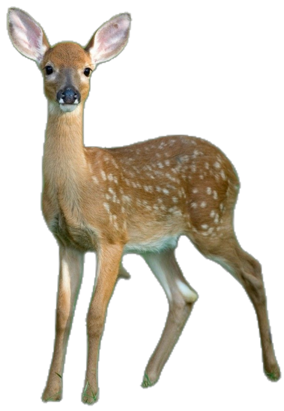a small deer standing in front of a white background