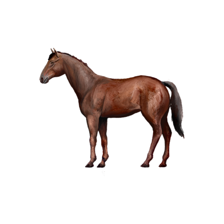 a brown horse standing in front of a white background