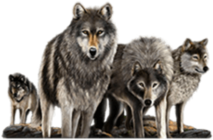 a group of wolves standing next to each other wolves