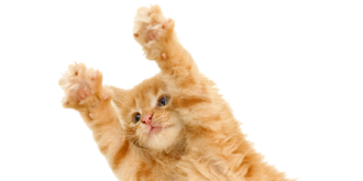a kitten is jumping up in the air