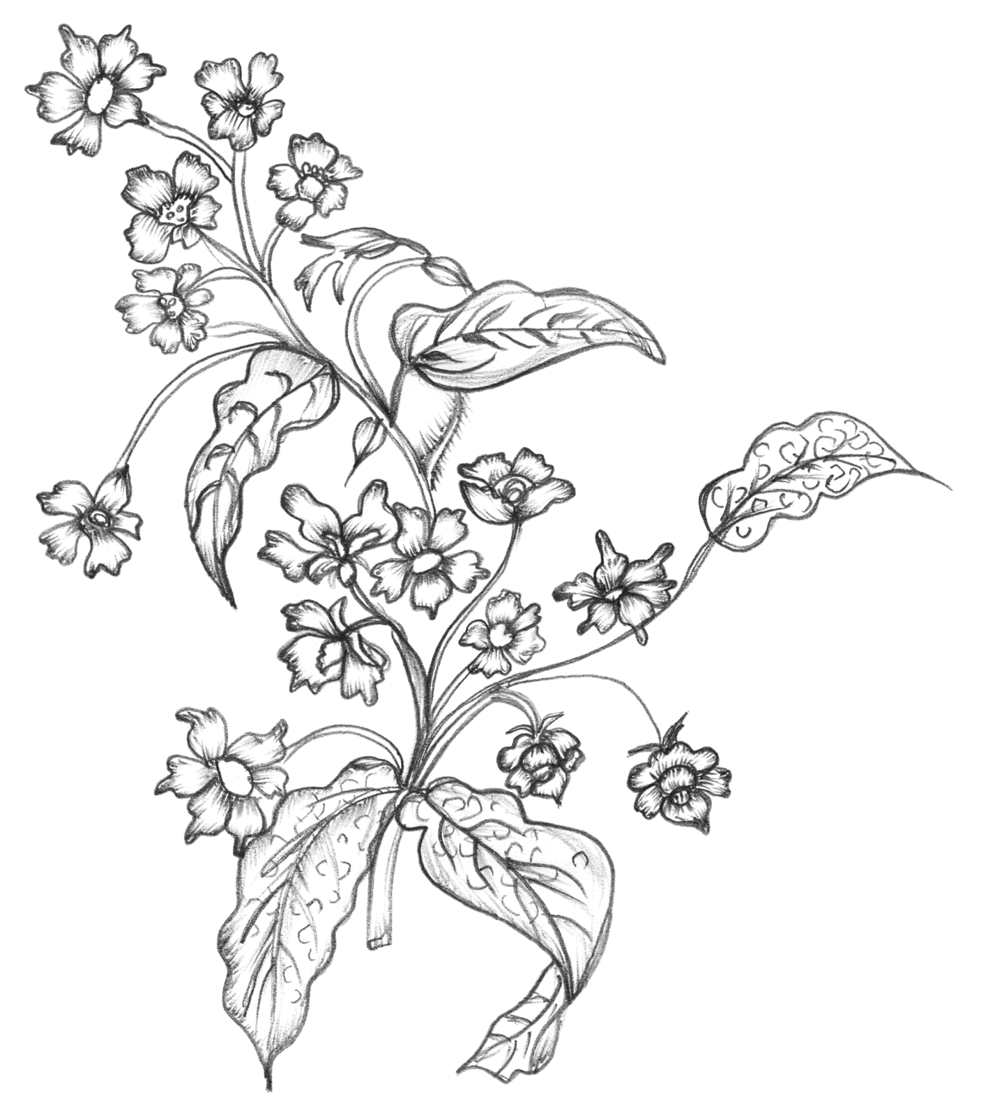 a black and white drawing of flowers