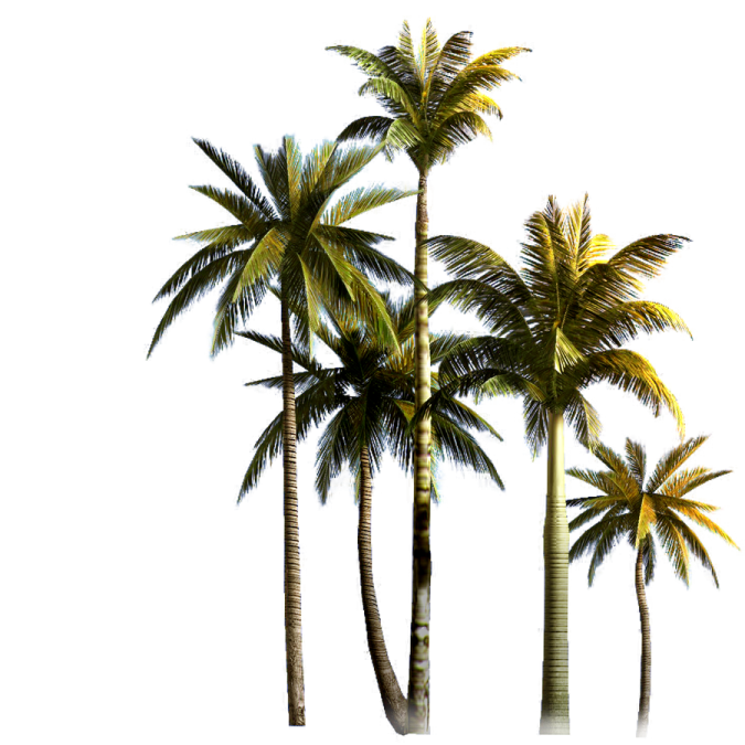 three palm trees on white background