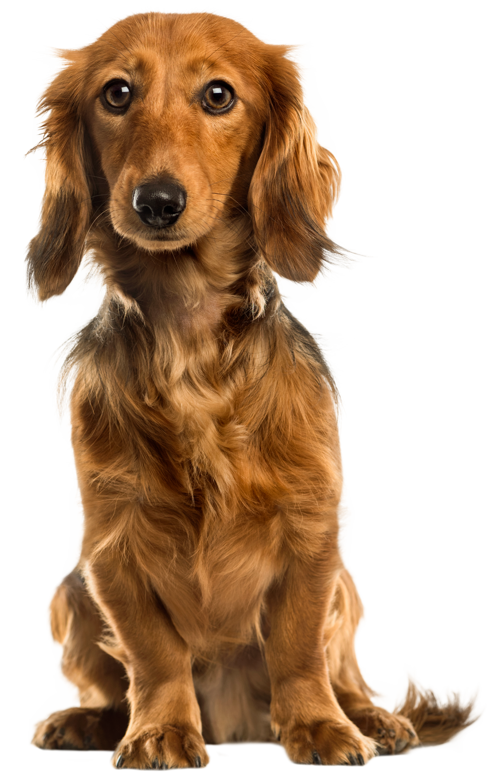 a small brown dog sitting on a white surface