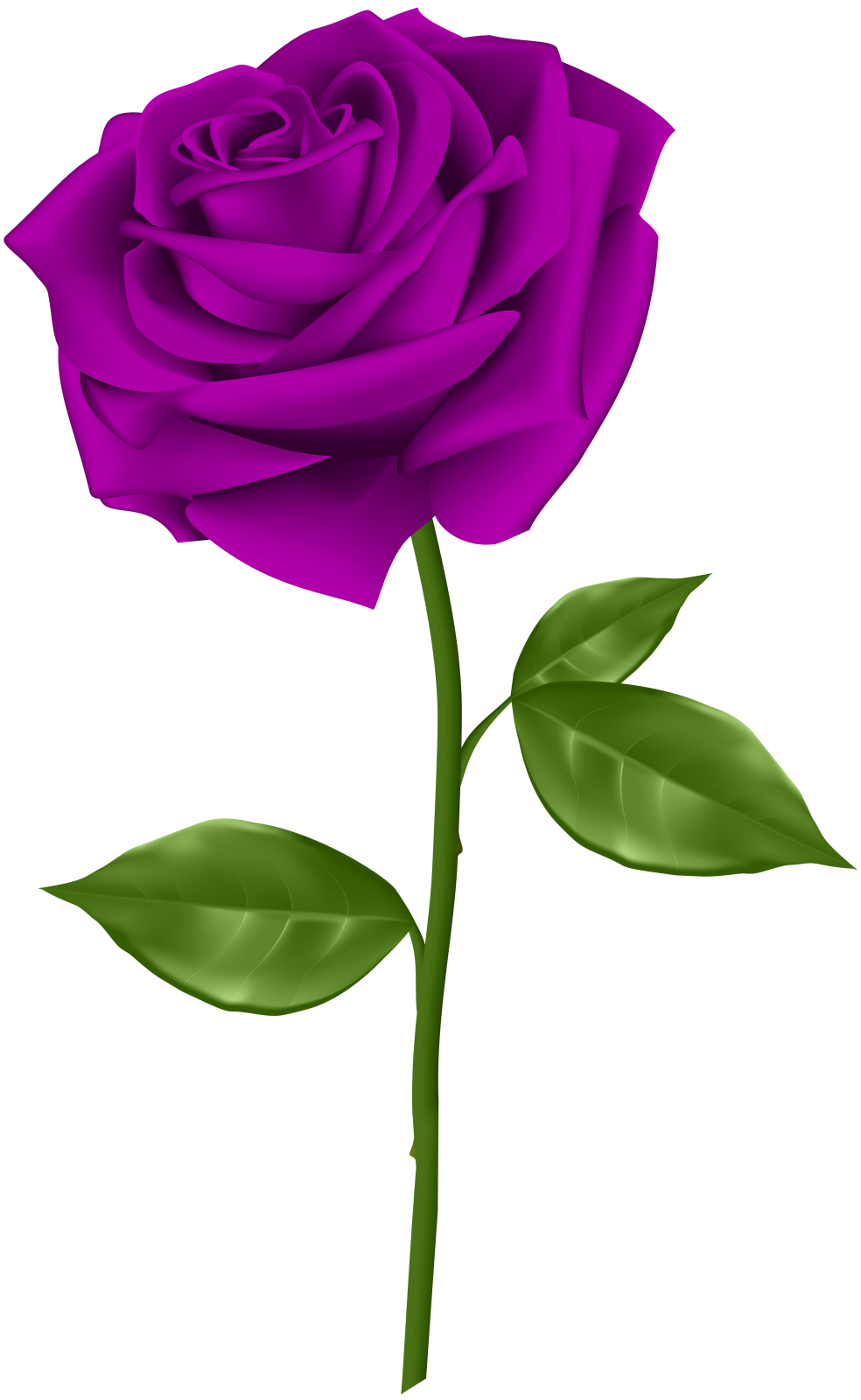 a purple rose on a white background