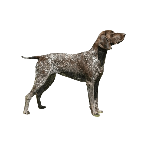 a brown and black dog standing on a white background