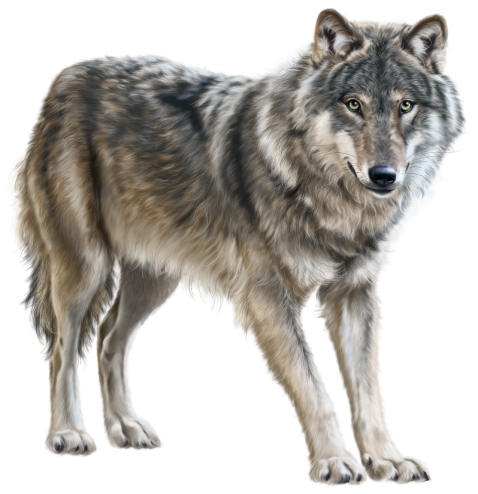 a drawing of a wolf
