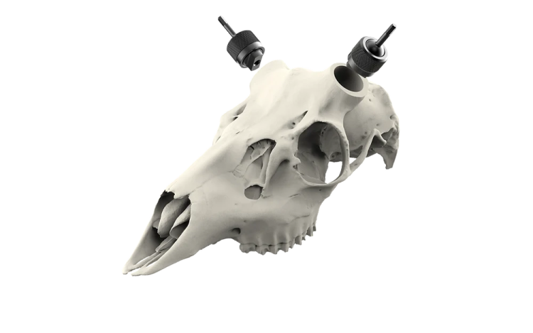 an animal skull on a white background