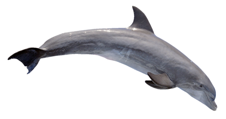 a dolphin jumping out of the water