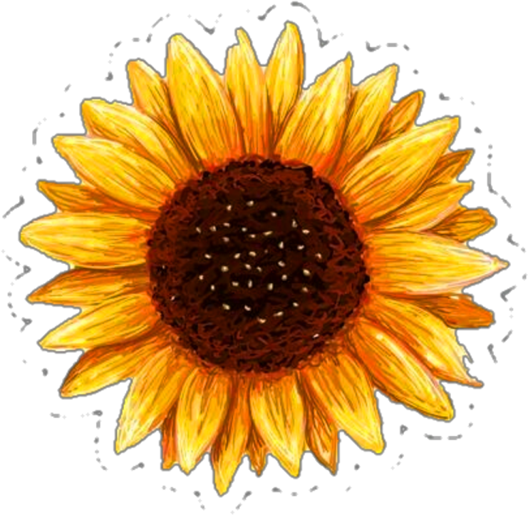 a sunflower on a white background
