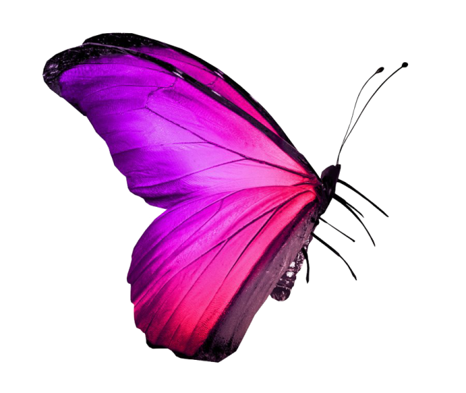 a purple butterfly on a white background