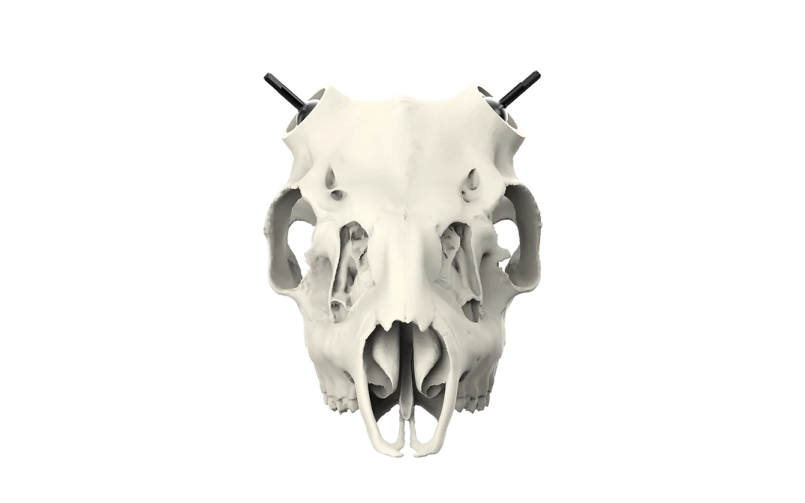 an animal skull on a white background