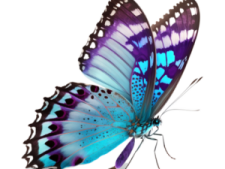 a blue and purple butterfly on white background