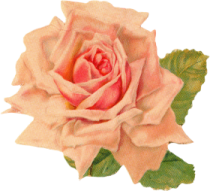 a pink rose on a white background