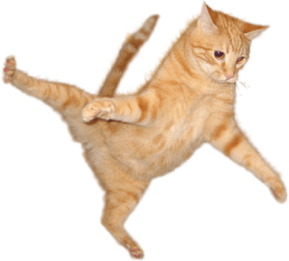 the cat is orange