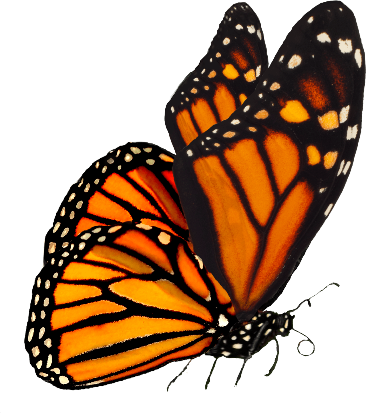 two monarch butterflies on a white background